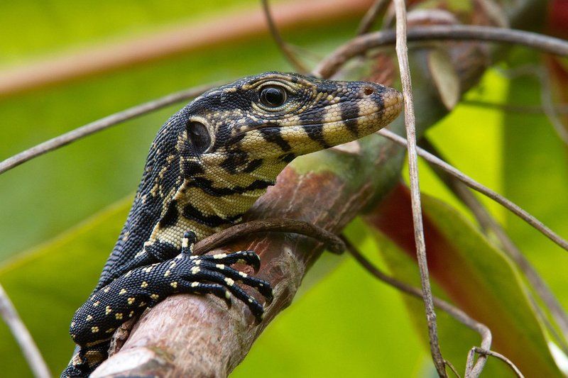 варан, цейлон, шри, лашка Варанphoto preview