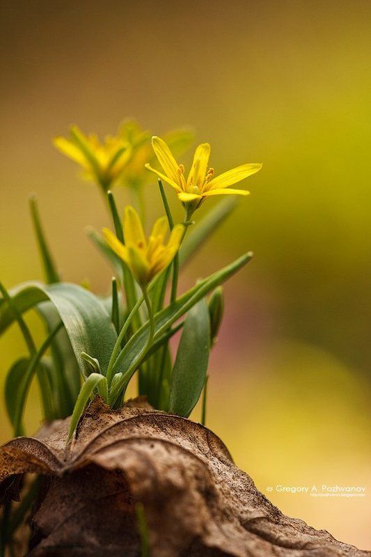 лук, allium, заповедник, белогорье, весна, дубрава Дружная семейкаphoto preview