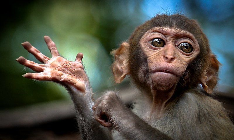 мартышки, обезьяны, китай, хайнань, остров, обезьян Остров обезьянphoto preview