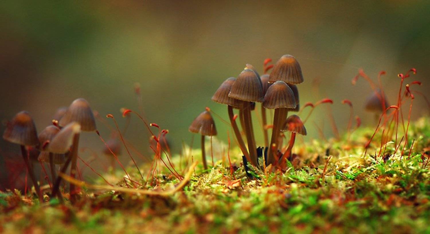 макро,грибы, akvarel