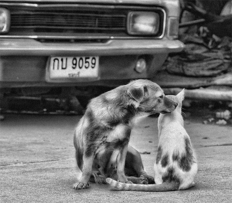 собака, кошка, дружба, животные, ромео, джульетта Ромео и Джульеттаphoto preview