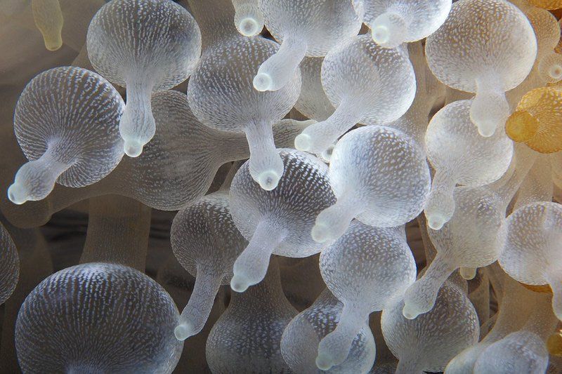 underwater, anemone, dummies, Соскиphoto preview
