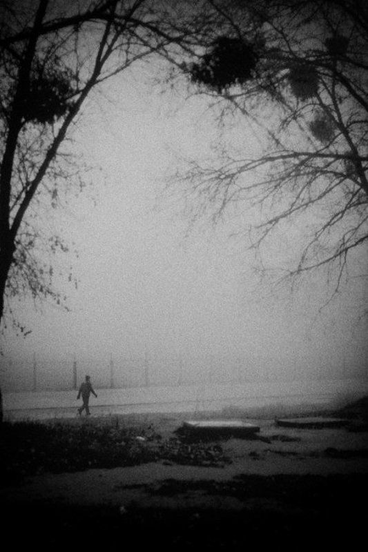 __Homo erectus__photo preview