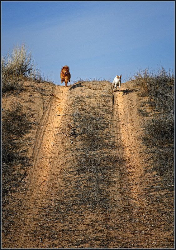 В бегах ...photo preview