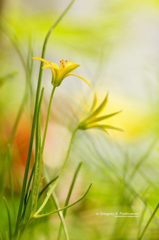лук, allium, заповедник, белогорье, весна, дубрава, лес, трава, цветы Луки в травеphoto preview