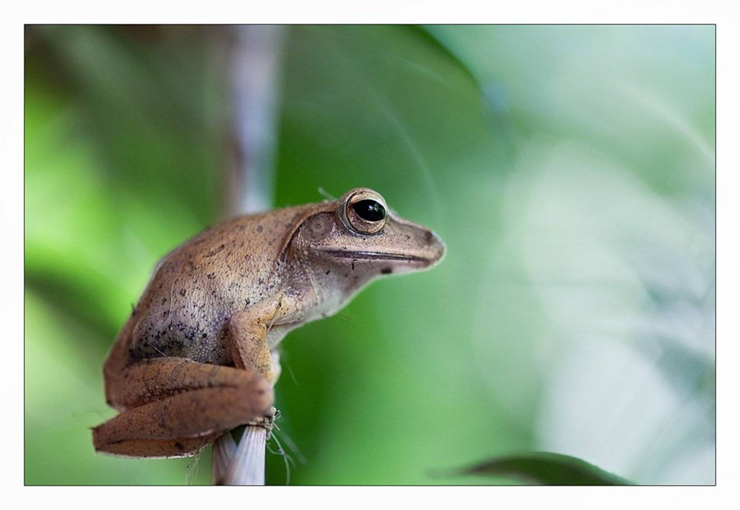 На жердочке. Автор: Нарчук Андрей cambodia, лягушка, ветка, ожидание, лес, Нарчук Андрей