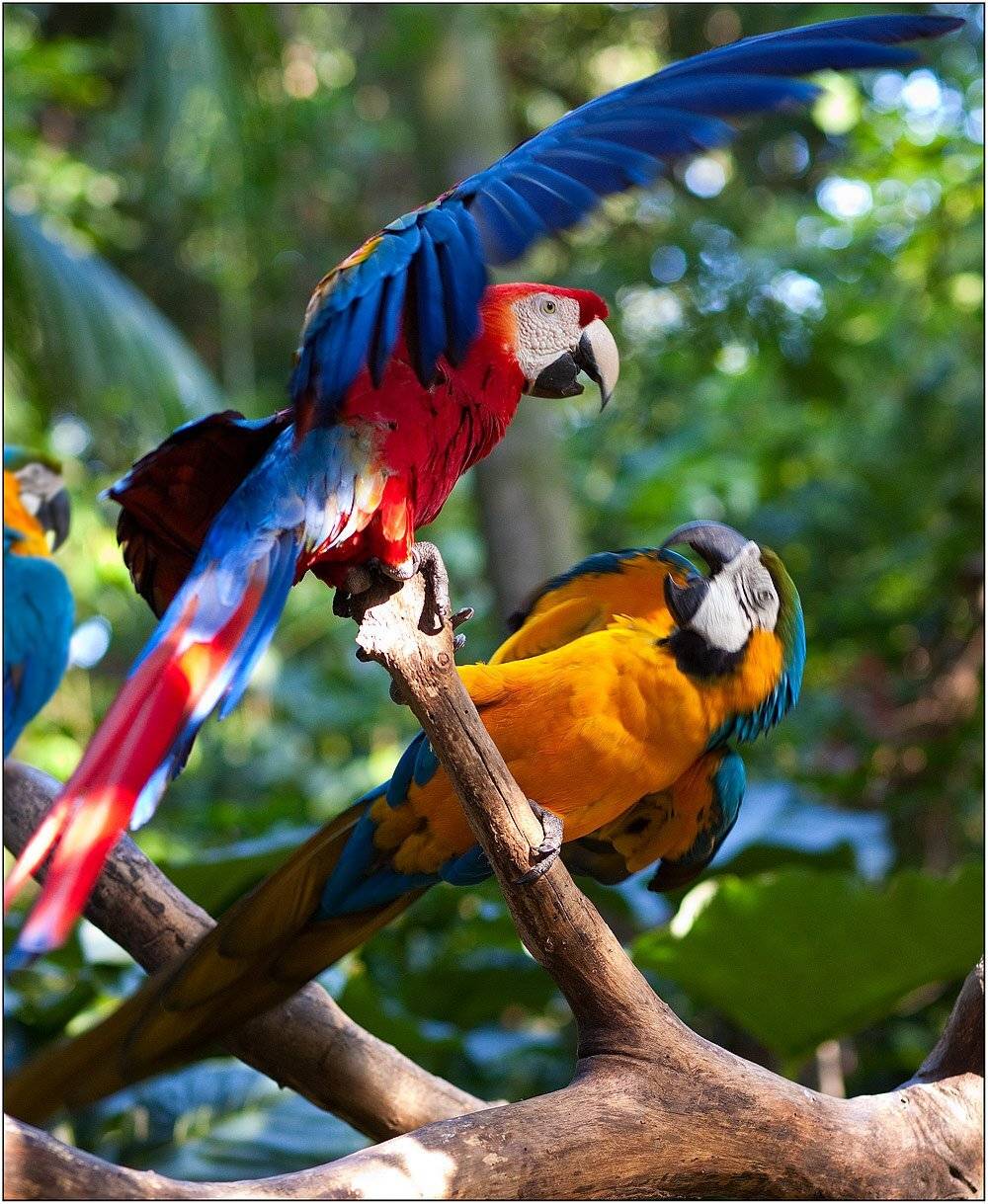 место под солнцем. Автор: izh Diletant (Валерий Щербина) brazil, izh Diletant (Валерий Щербина)