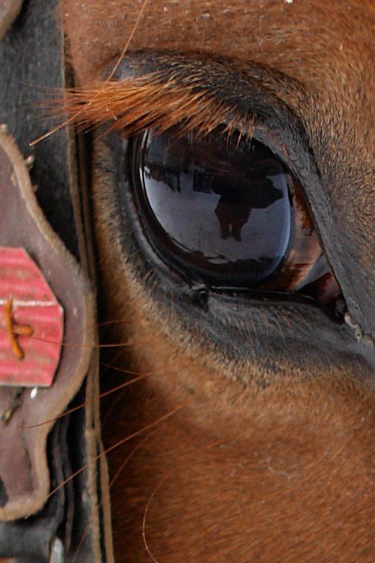 кони, лошади, горы Ходит в поле красный коньphoto preview