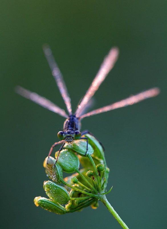 Хищный цветокphoto preview