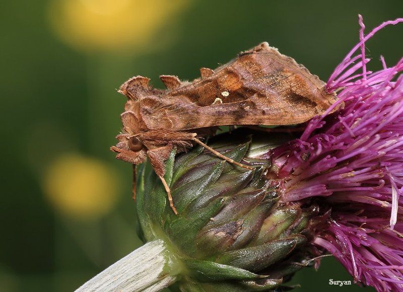 лето, бабочка, металловидка, трава Знатный зверюга! фото превью