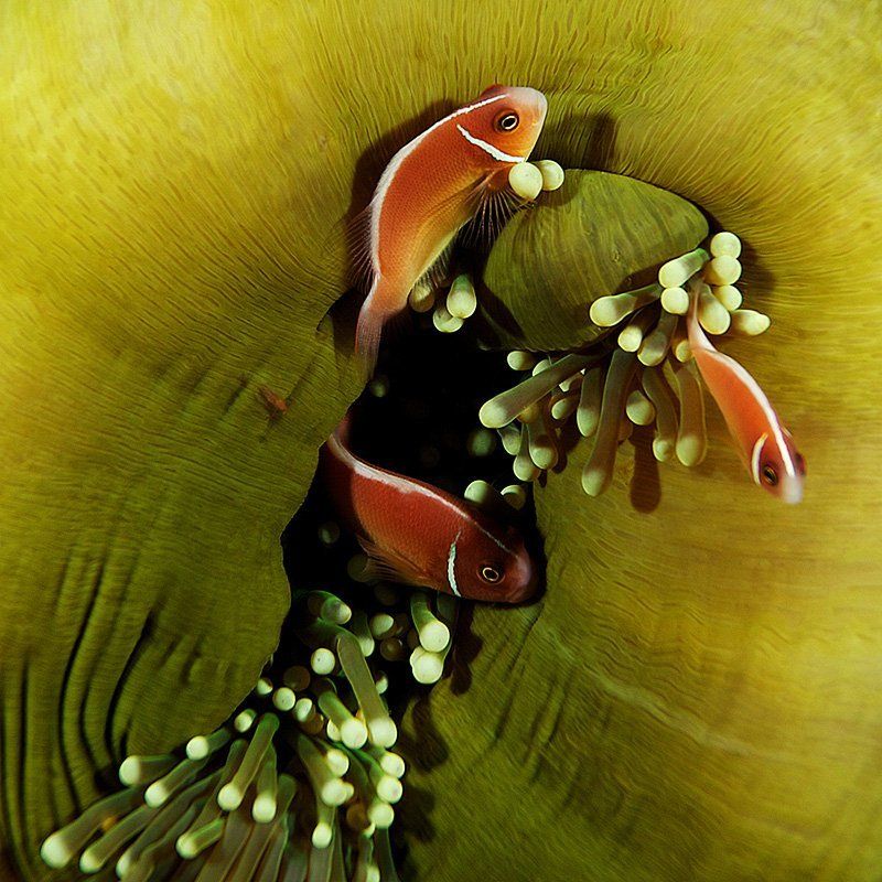 clownfish, anemone, green, underwater 3photo preview