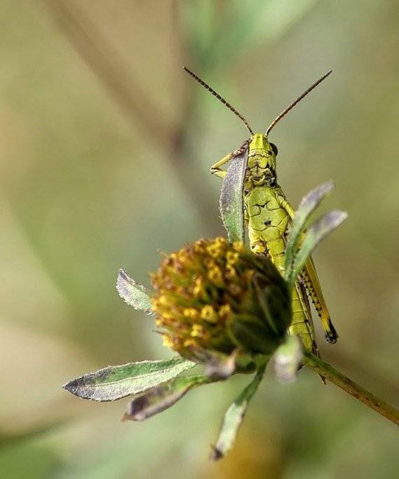 На приёме у офтальмолога. Автор: Cheplenko Aleksey , Cheplenko Aleksey