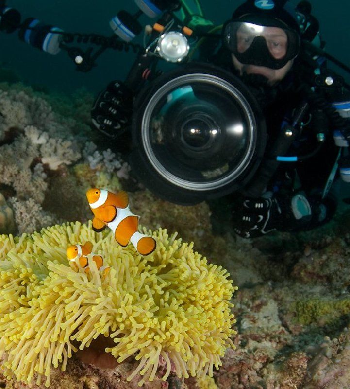 дайвер, амфиприон, clownfishe, underwater Из жизни клоуновphoto preview