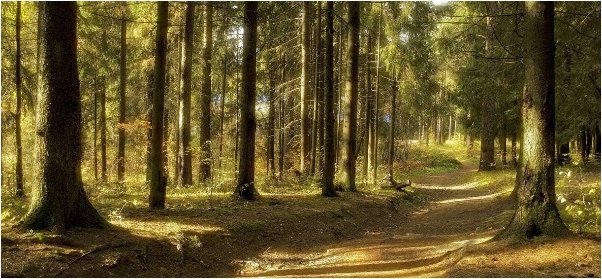 лес солнца. Автор: Андрей Куликов , Андрей Куликов