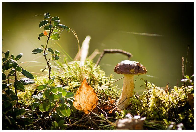 гриб, мох, лес, трава, листик Грибочекphoto preview