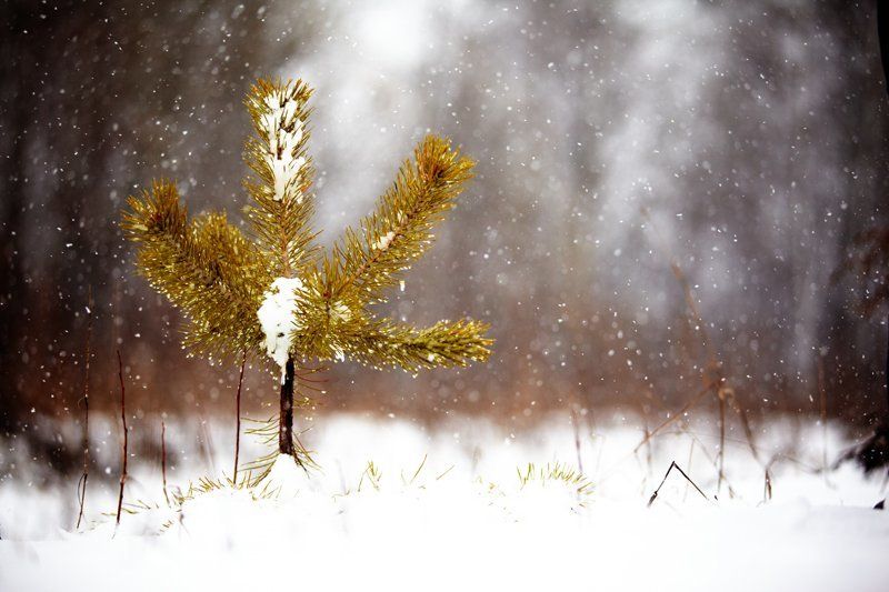 сосна, снег, зима *photo preview