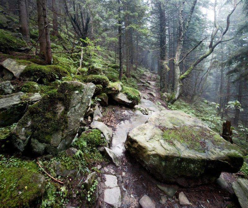 дикий лесphoto preview