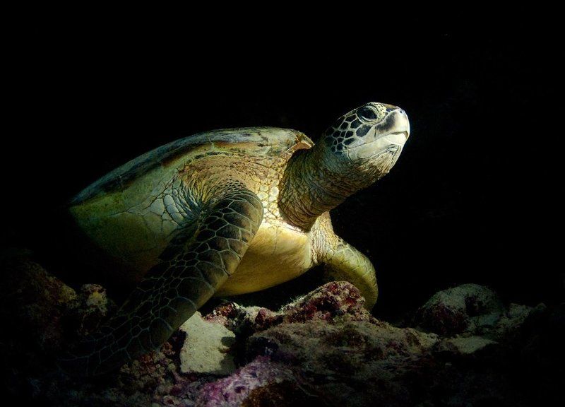 дайвер, ночь, фонарь, коралл, underwater Ночь, камера, фонарь ...photo preview