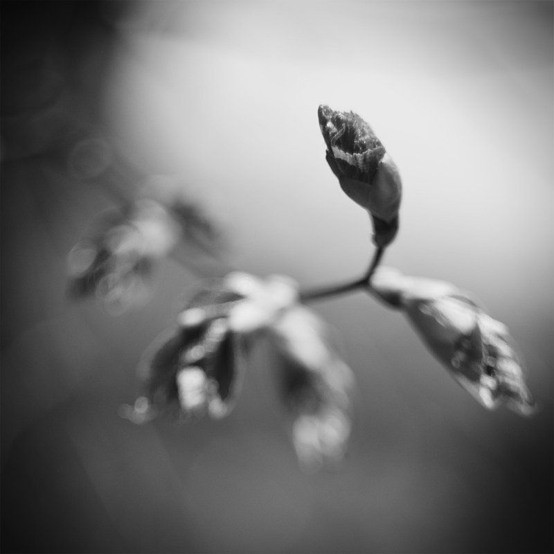 сноваphoto preview