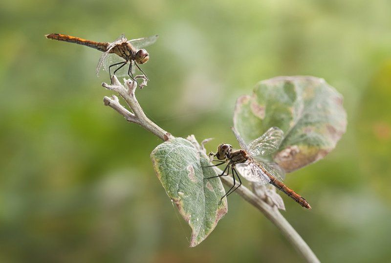 стрекоза, макро, micro-nikkor af 105mm f/2.8 d, nikon d80 Ужин для двоихphoto preview