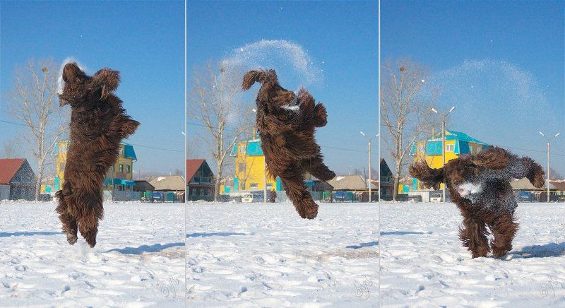 спаниель, сальто Круть-вертьphoto preview