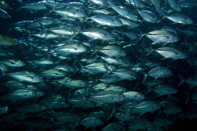 jack fish, underwater Толпаphoto preview