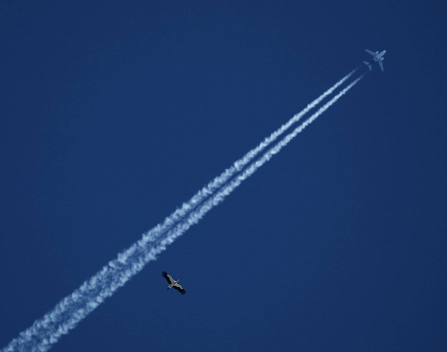 Летать. Автор: Максим Негода аист, самолет, небо, Максим Негода