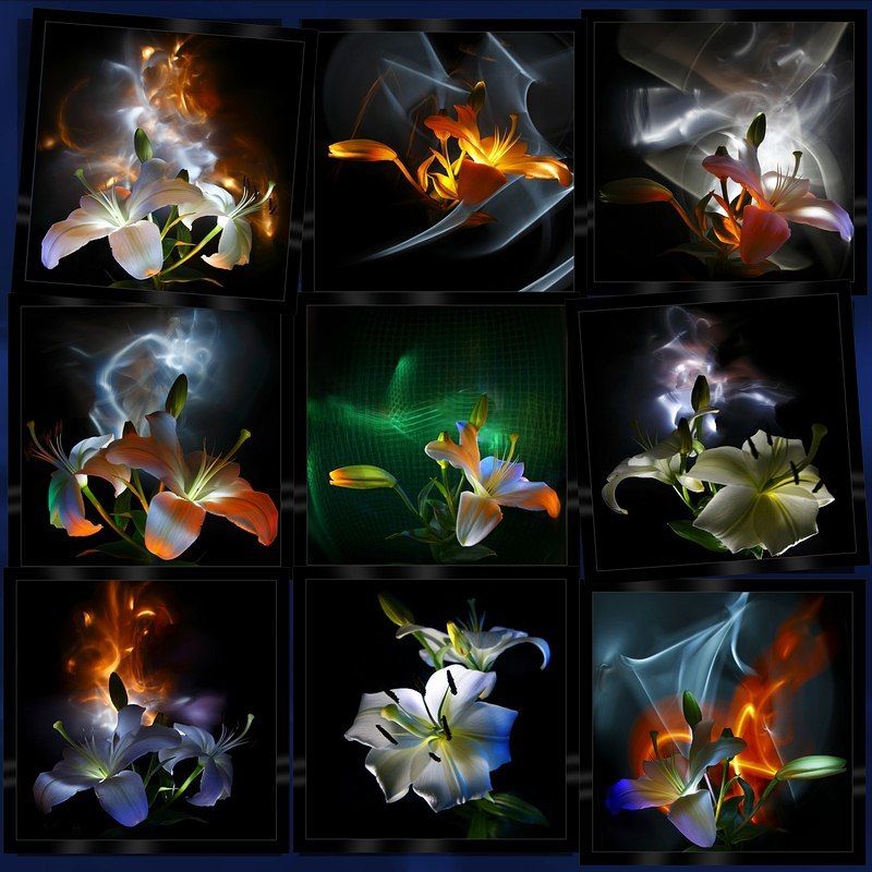 светографика, цветы, лилии, бутоны, динамический_свет, световые_сдвиги, натюрморт Лилии. Большие бутоны (Светографика - Цветы) фото превью