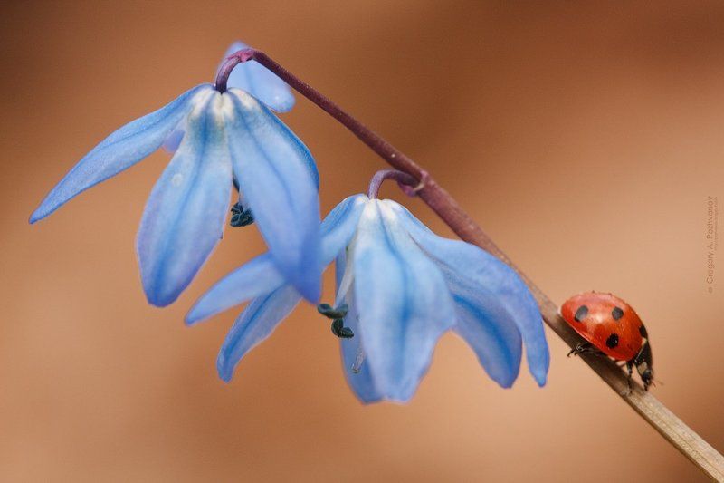 божья, коровка, заповедник, весна, белогорье, дубрава, пролеска, scilla Веснаphoto preview