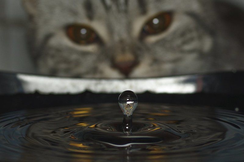 кошка, глаза, вода, капля Помощницаphoto preview