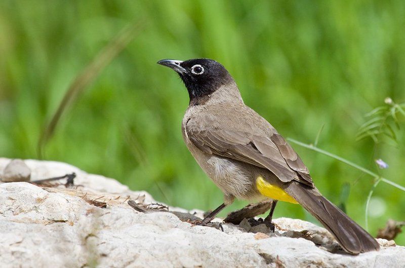 бюльбюль весеннийphoto preview