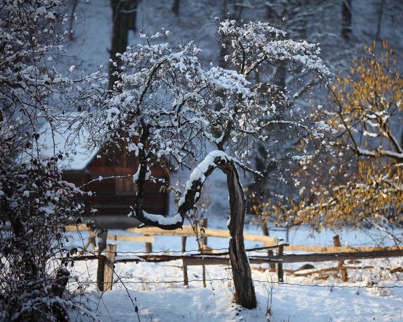 Домик лесника. Карпаты. фото превью