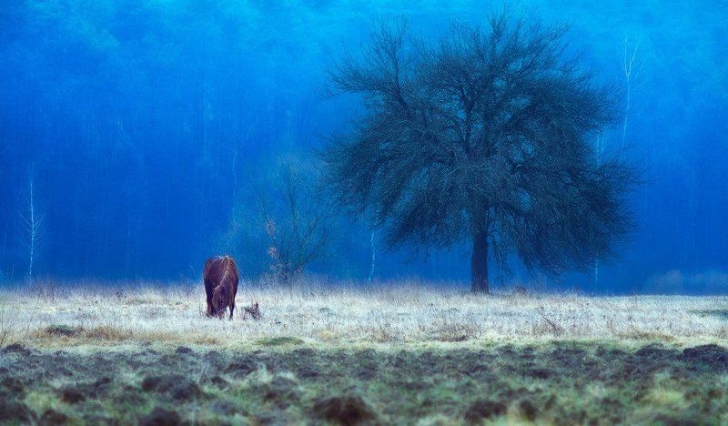 ... horse story...photo preview