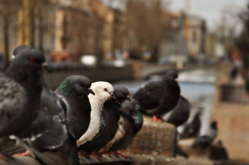 питер, голубь Белый фото превью