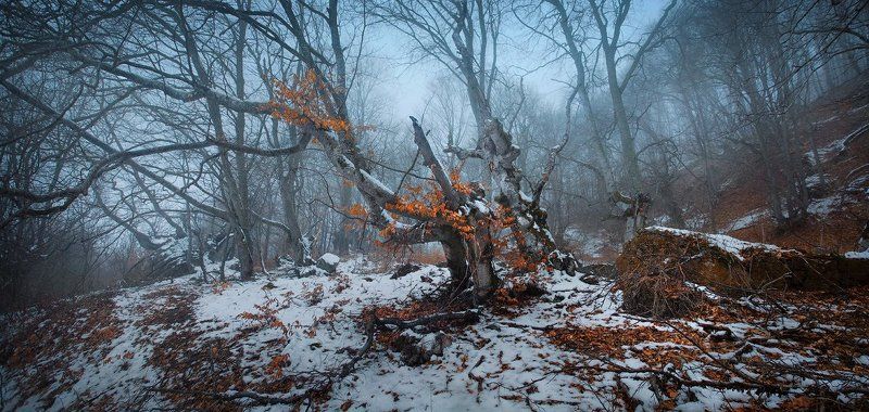 сумерки, демерджи, крым Как приснилась лесу осень..photo preview