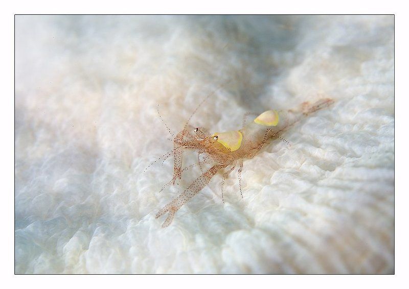 креветка, индонезия, точки, кванты, чудо Квантовая биологияphoto preview