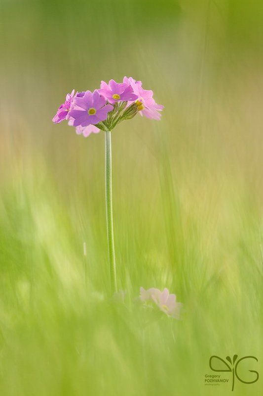 весна, примула, акварель, цветок, ло Акварель весныphoto preview