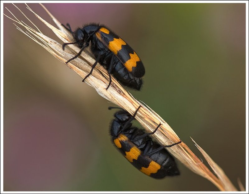 Близнецыphoto preview