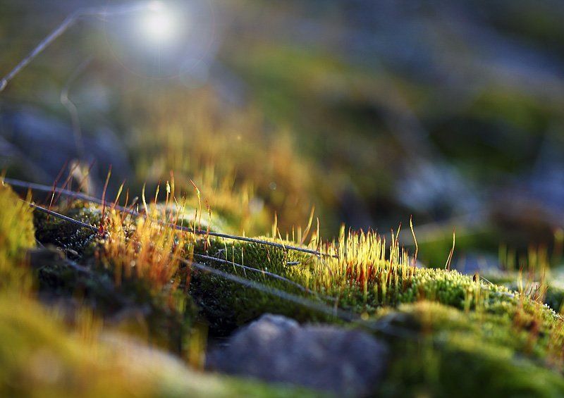 макро, мох, закат Лесное электричествоphoto preview