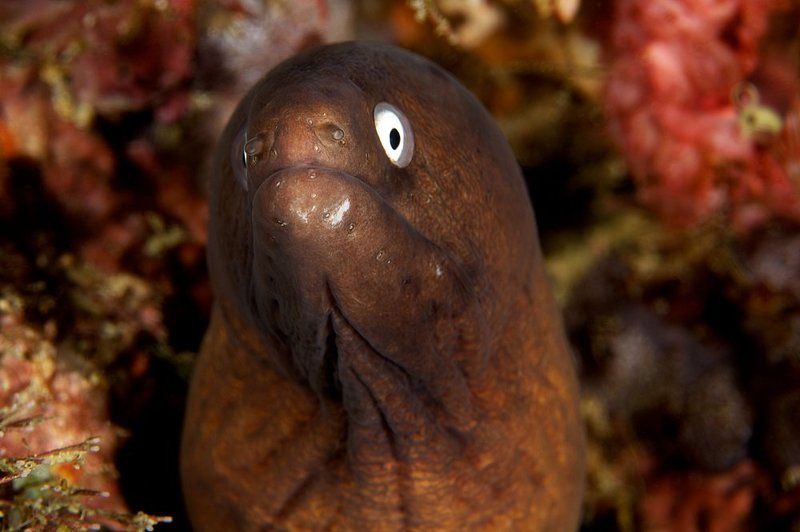 murena, underwater Мудраяphoto preview