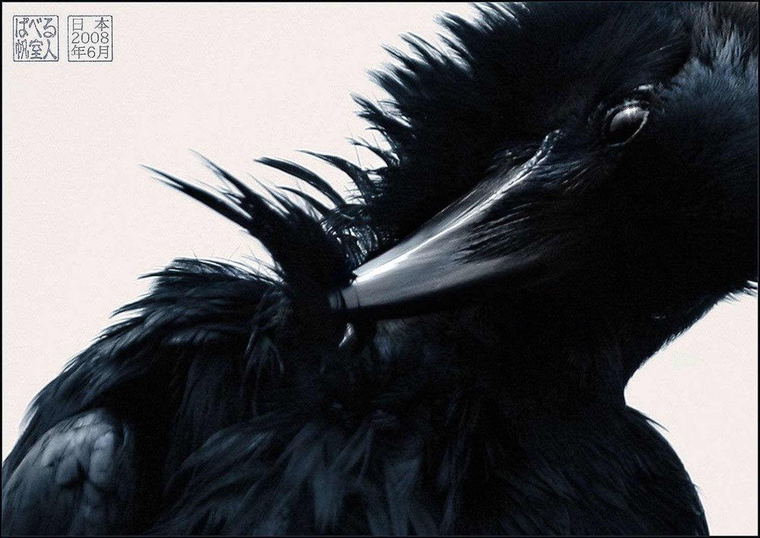 Перо. Автор: Ханмурзин Павел ворон, япония, перо, Ханмурзин Павел