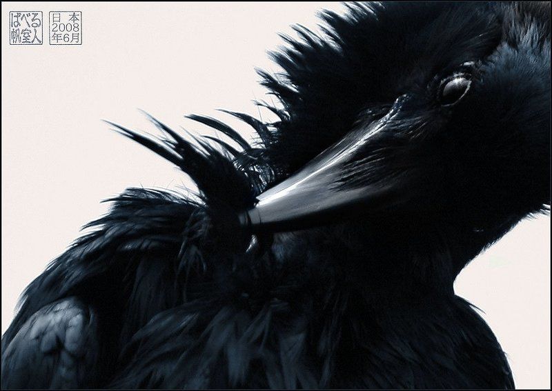 ворон, япония, перо Пероphoto preview