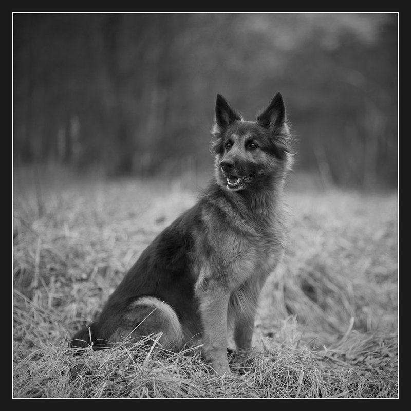 Портрет друга.photo preview