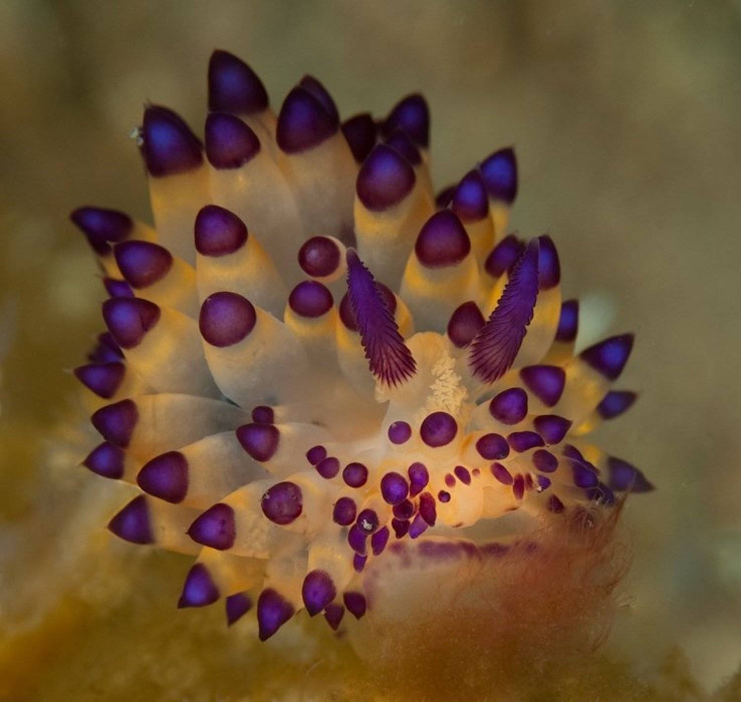 Фонарик. Автор: Виктор Чистов голожаберный, моллюск, underwater, Виктор Чистов