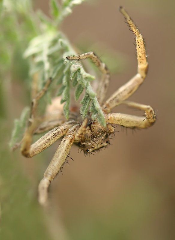 Хочешь есть,умей вертетьсяphoto preview