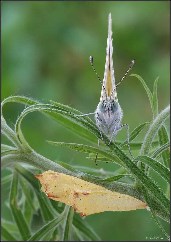 С куколкой наперевес ). Автор: Александр Чувилин бабочка,белянка,вывелась,куколка, Александр Чувилин