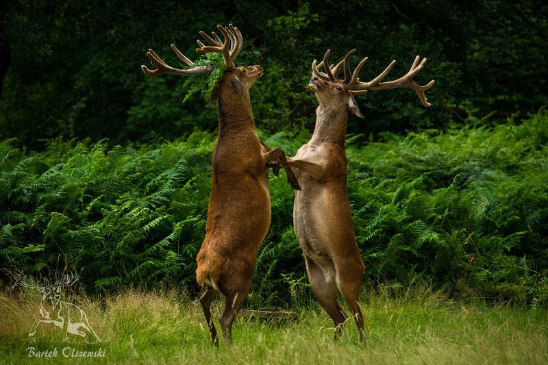 1wildshotphoto preview