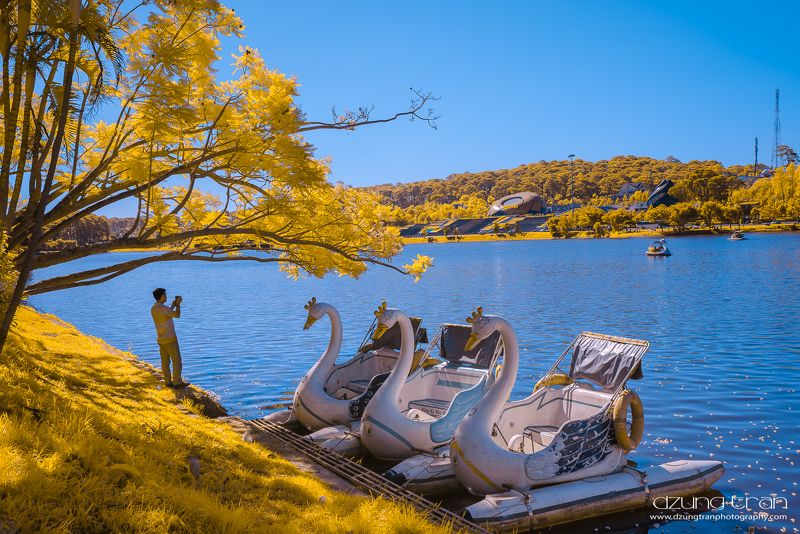 Swan lakephoto preview