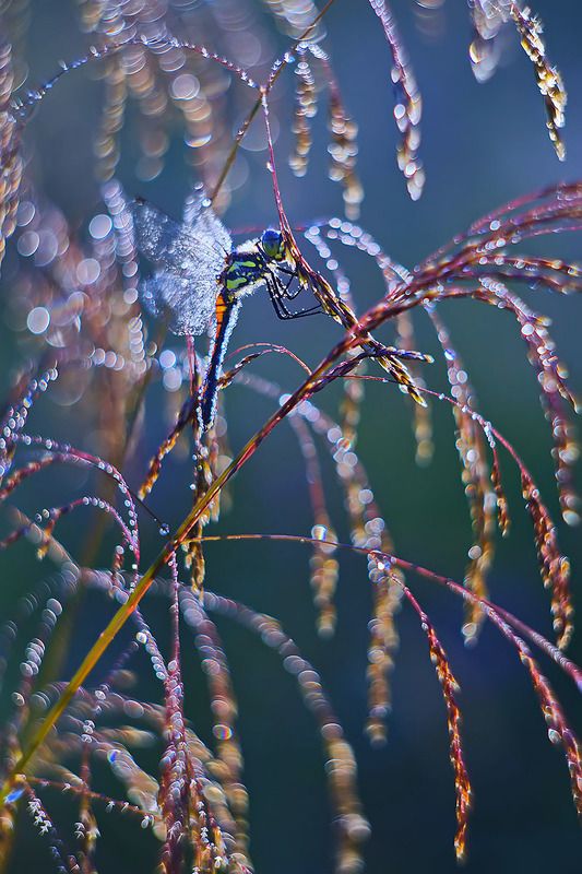 стрекоза, насекомое, утро, макро, природа, роса Стрекоза и утроphoto preview