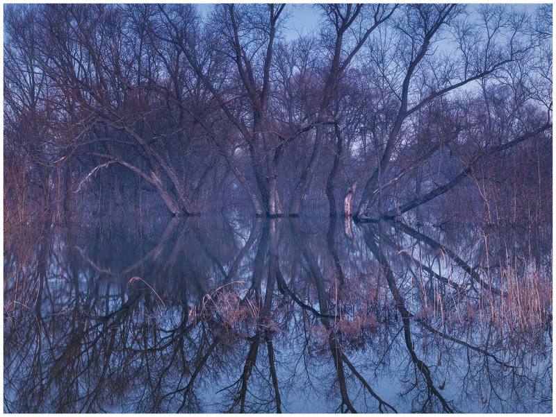 весна, деревья, отражения, пейзаж, разлив, рассвет, сумерки, утро, весенний разлив, паводок, деревья в воде Весенний разливphoto preview